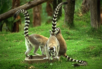 Lemuren auf Madagaskar